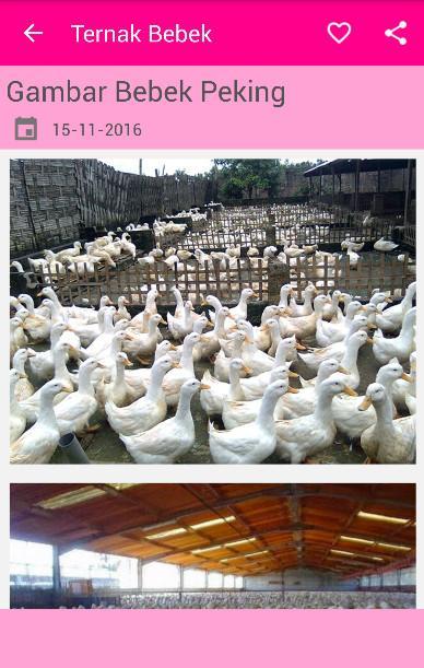 53+ Gambar Bebek Peking Paling Hist 53+ Gambar Bebek Peking Paling Hist