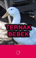 Ternak Bebek Peking screenshot 3