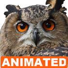 Owl Live Wallpaper icône