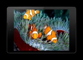 Aquarium Live Wallpaper পোস্টার