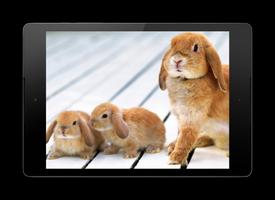 토끼 라이브 배경 화면 포스터