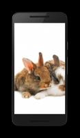 Bunny Live Wallpaper اسکرین شاٹ 1