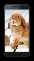 Bunny Live Wallpaper স্ক্রিনশট 2