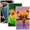 Parrot HD Wallpaper Pro