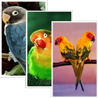 Parrot HD Wallpaper Pro icône