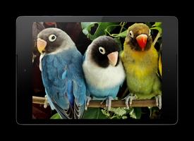 Parrot HD Wallpaper Pro Affiche