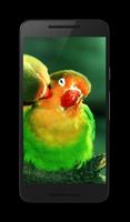 Parrot HD Wallpaper Pro capture d'écran 1