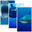 Sharks HD Wallpaper Pro