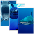 Sharks HD Wallpaper Pro آئیکن