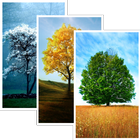 Trees HD Wallpaper Pro biểu tượng