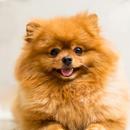 APK Dog Sounds
