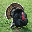 turkey sounds APK