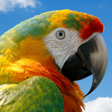 آیکون‌ Birds Quiz