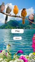 Birds Quiz plakat