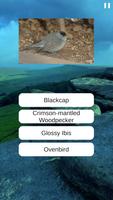 Birds Quiz screenshot 3