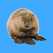 Stroke the Beaver
