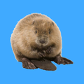 Stroke the Beaver