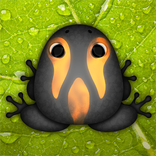 Pocket Frogs: Tiny Pond Keeper