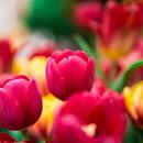 Share Photos - Daily Wallpaper APK