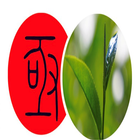 亟-台灣高山茶 icône