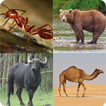 ”Guess The Animals Scientific Names