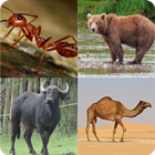 Guess The Animals ícone