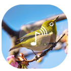 Bird Sound ~ Nature Sound HD icône
