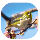 Bird Sound ~ Nature Sound HD أيقونة