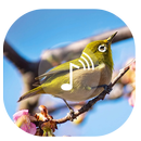 Bird Sound ~ Nature Sound HD aplikacja