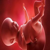 متابعة الحمل و تطور الجنين‎‎‎ Affiche