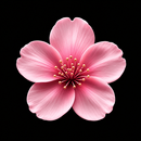 Bloom Pregnancy & Ovulation APK