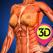 Female Anatomy : Woman Body Visualizer