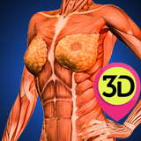 Female Anatomy : Woman Body Visualizer आइकन