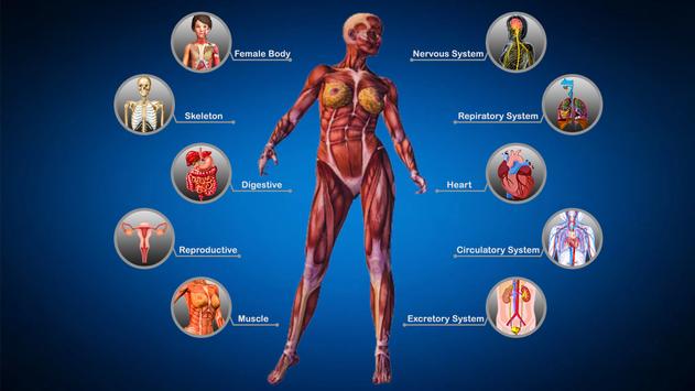 Woman Body Anatomy / Female Upper Body Anatomy Illustration Stock Image
