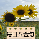 每日人生金句 - 每日, 真言, 語錄,心靈雞湯,名言,金句 圖標