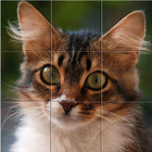 Puzzle de chat facile icône