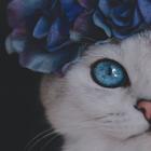 Sevimli Kedi Duvar Kağıtları simgesi