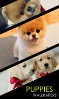 Puppy Wallpapers পোস্টার