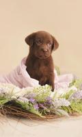 Puppy Wallpapers স্ক্রিনশট 1
