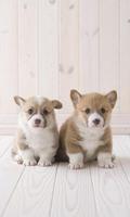 Puppy Wallpapers স্ক্রিনশট 2