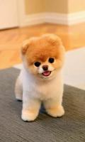 Puppy Wallpapers স্ক্রিনশট 3