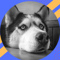 Nombres Para Perros Husky