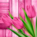 Papel de Parede Tulipas APK
