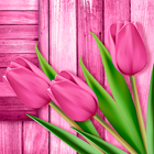 Papel de Parede Tulipas 圖標