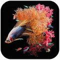 Betta Fish Wallpaper HD