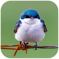 Bird Wallpaper