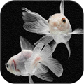 Fish Wallpaper