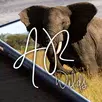 AR Wilds APK