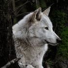Wolf Wallpaper HD ไอคอน