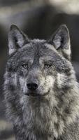 Wolf Wallpaper HD ภาพหน้าจอ 3